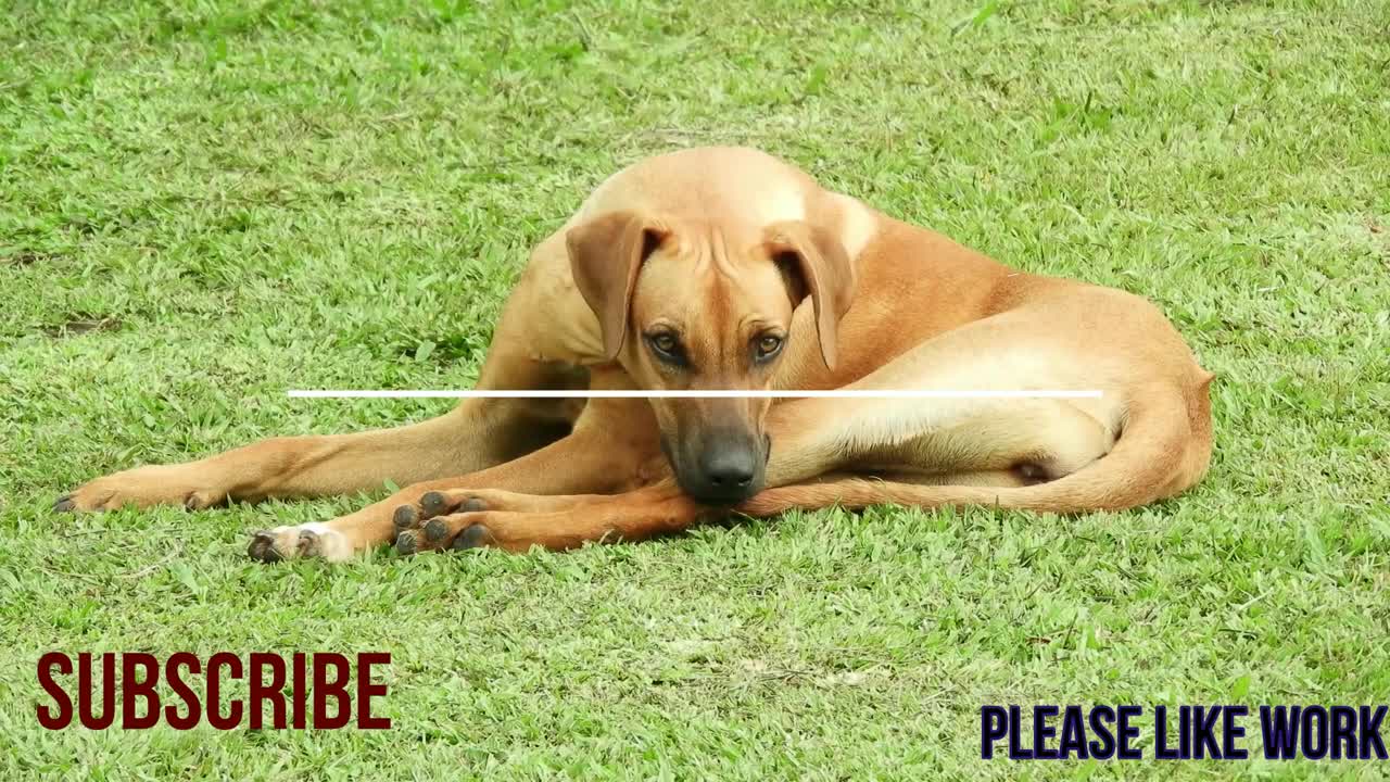 Dogs - awesome funny pet pets life videos || new 2021