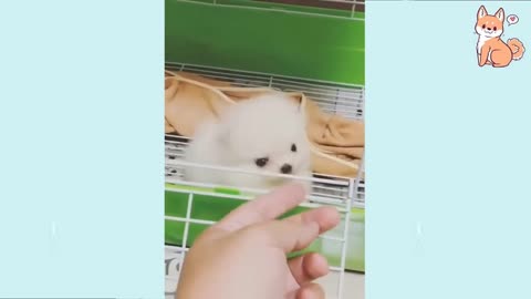 Cute Puppies 😍 Cute Funny and Smart Dogs Compilation #15 | Cute Buddy