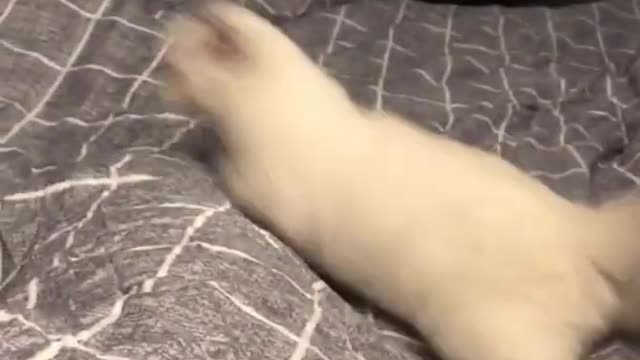 Funny Cat Cleaning Face # shorts