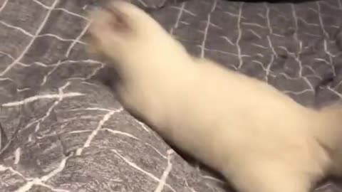 Funny Cat Cleaning Face # shorts