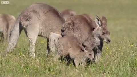 Kangaroo life style video