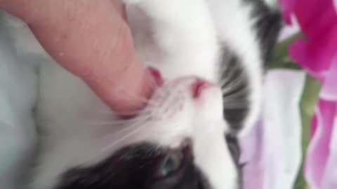 my kitten wanted to eat my finger.