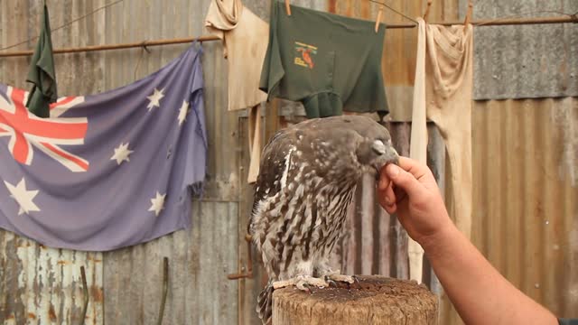 A barking owl gets a scratch on the head