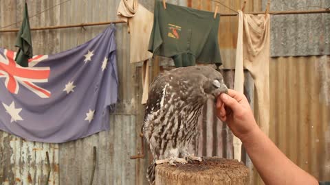 A barking owl gets a scratch on the head