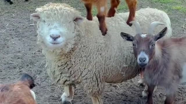 Woow ! Cute sheep that befriends the goat