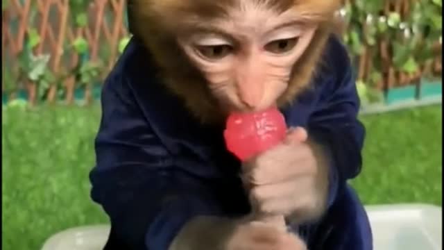 A monkey who wants to break the lollipop