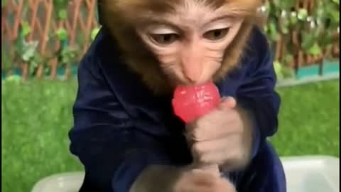 A monkey who wants to break the lollipop