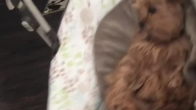 That is queen dog