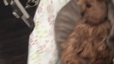 That is queen dog