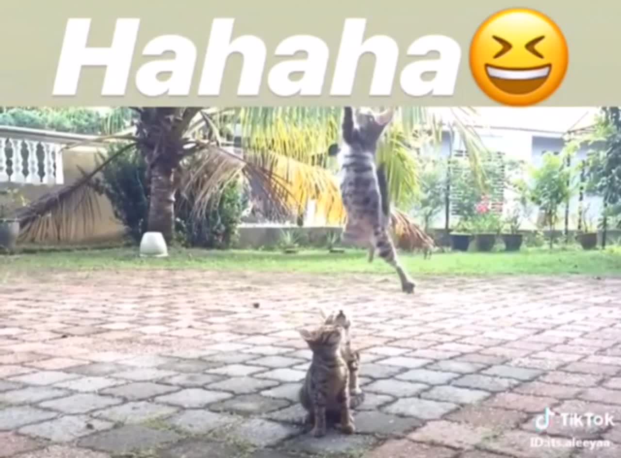 Cat doing funny 😆 🐈🐈🐈