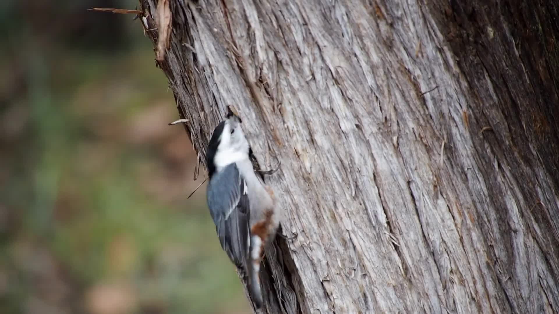 Little Bird Insects Watch an amazing video of a lovely little bird capturing insects from ...