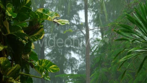 Heavy rain in slow motion on the tropical forest