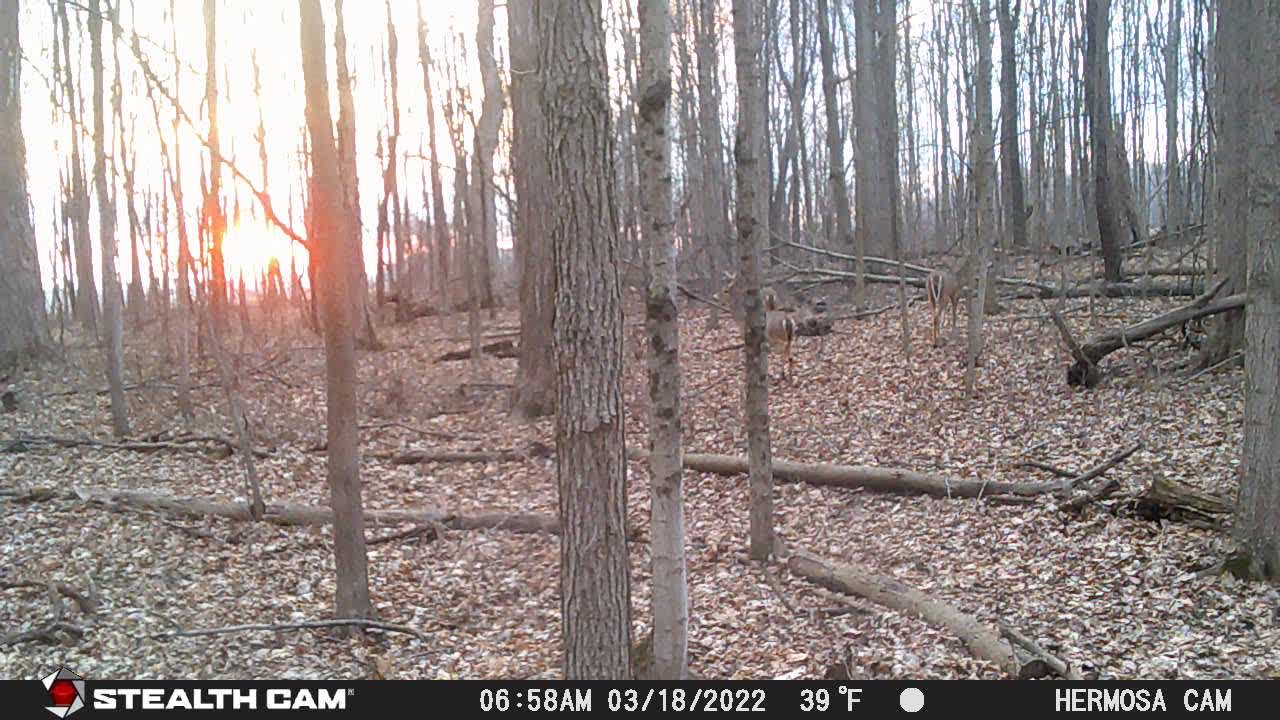 Hermosa Woods 2022.03.18 6:57 AM