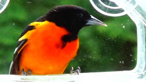 Oriole