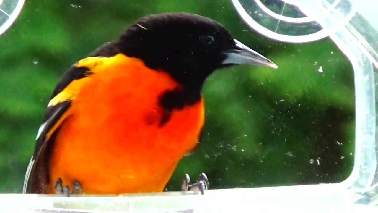 Oriole