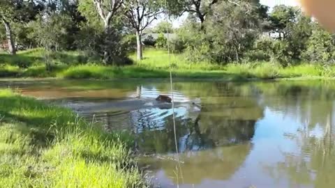 Lion steal croc kill