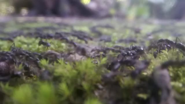 A lot of beautiful movements of ants | present ViralBD3 | most popular video | tranding video