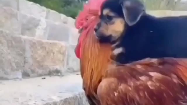 Cute dog and hen friendship video