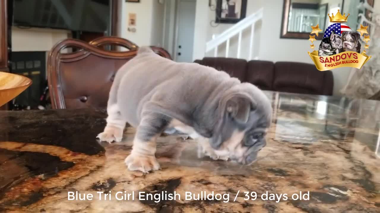 cute pippy english bulldog 39 dias