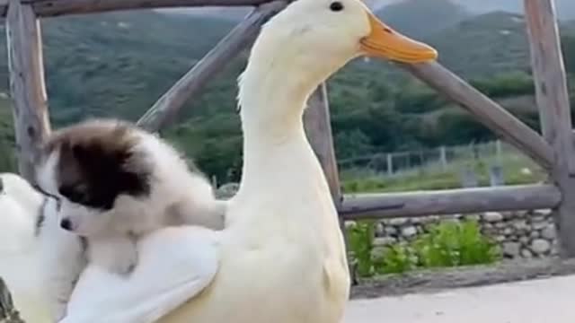 Funny Animal Videos - Awesome Funny Pet Animals | Cute Animals | Super Funny Dog Video