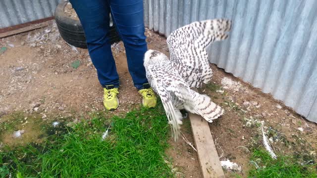 Snowy Owl Attacking Human Friends