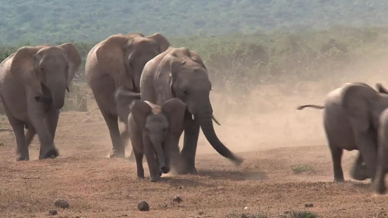 African elephants.