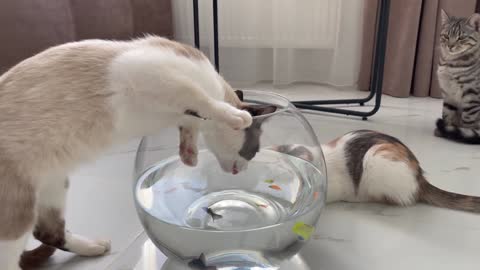 Funny Cats Reaction to Fish - Full video