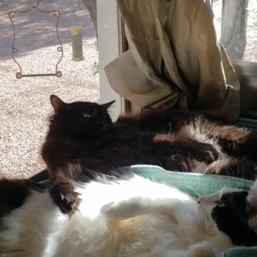 Get ready to rumble, or not🐾🐾