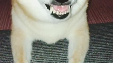 When you want to go for a walk, and you just get stroked