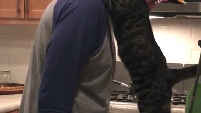 Cat gives a hug then gets mad