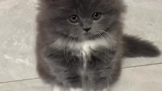cute kitten