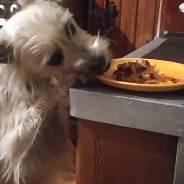 Luna Snacks On Her Owner's Food