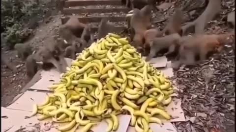 Monkey Feast