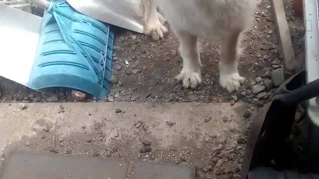 How I let the dogs out