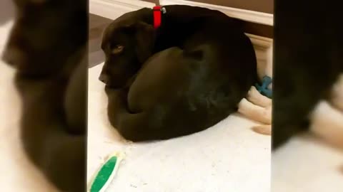 Funny videos Cats and Dogs 😂
