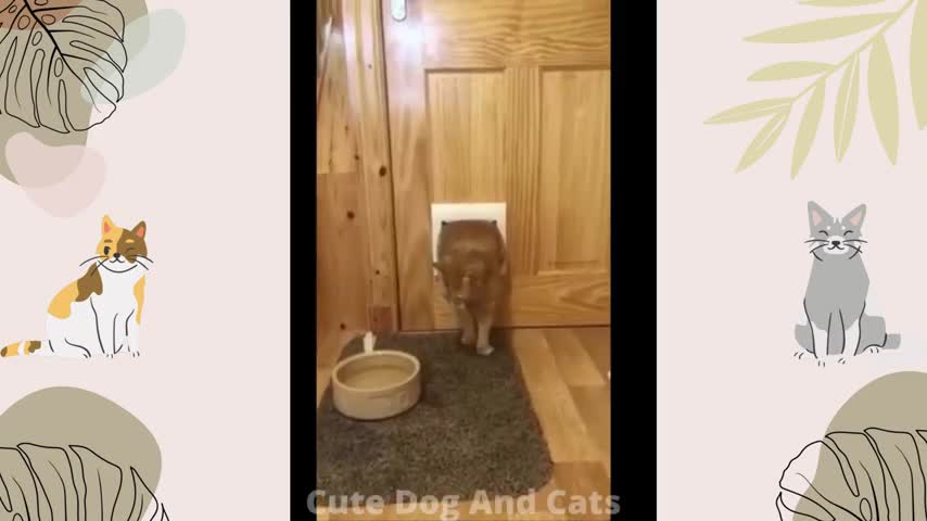 Funny Animal Videos 2022 😂 - Funniest Dogs And Cats Videos 2021😺😍