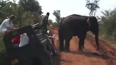 SAFARI WITH ELEPHANTS