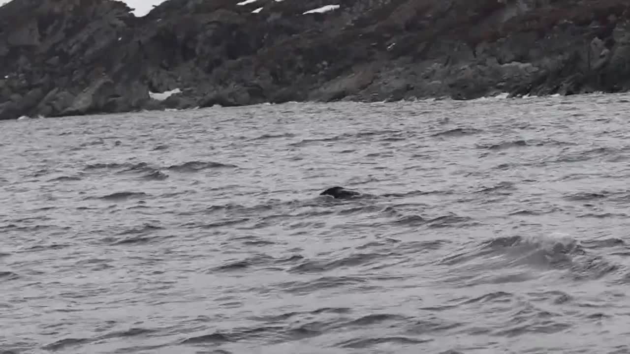 Two humpback whales