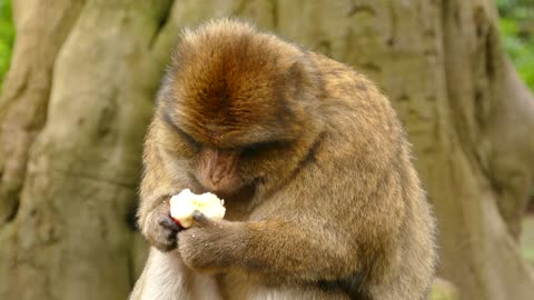 It looks like this monkey loved the apple