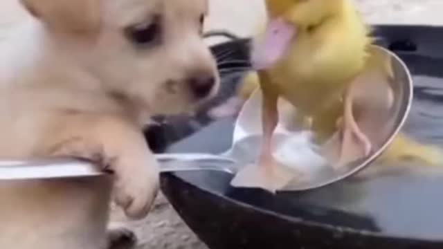 Cute Cats And Funny Dogs Videos 🐥🐥🐥🐥🐥🐥🐥Compilation