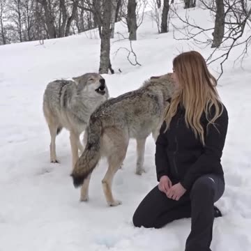 Loyal Wolf 🐺🥰🥰