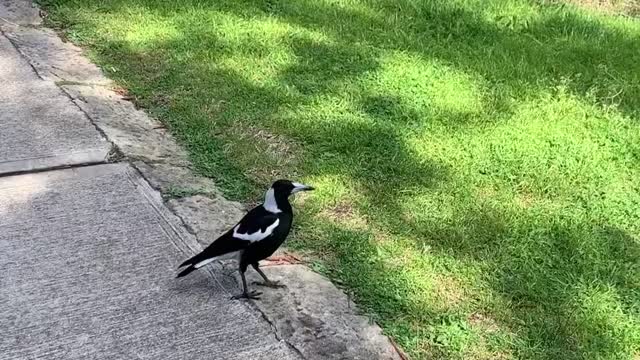 Bird walking through the park