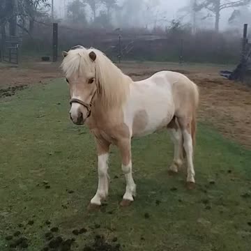 Galloping Mini Stallion