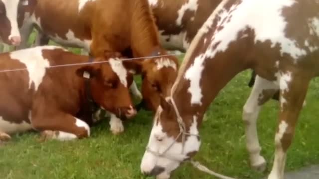 Curious cows fascinated by horse's appearance