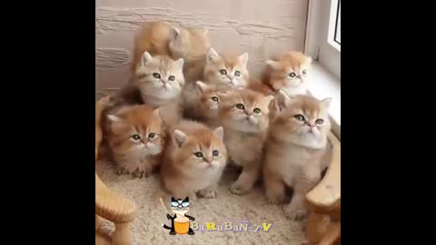 Funny kittens