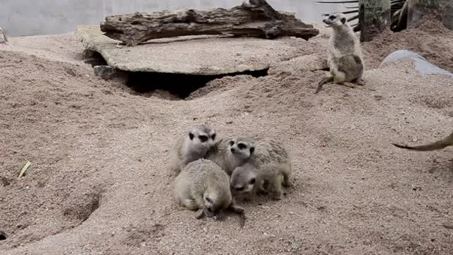Group Of Meerkats