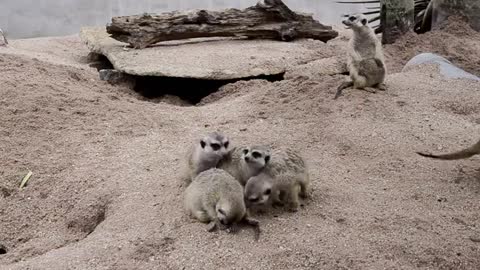 Group Of Meerkats
