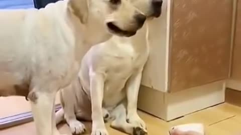 Smart Dogs Video 2022