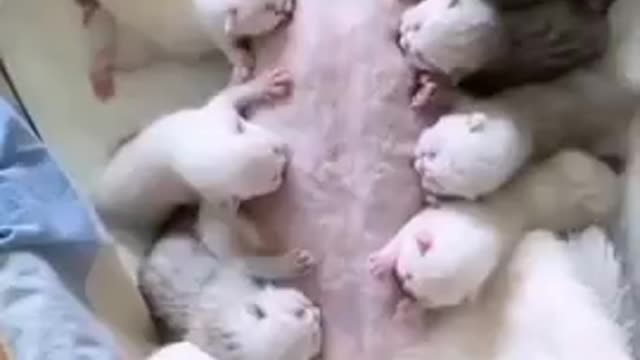 Best cute pussi cat fanny cat mom beautiful video so cute.