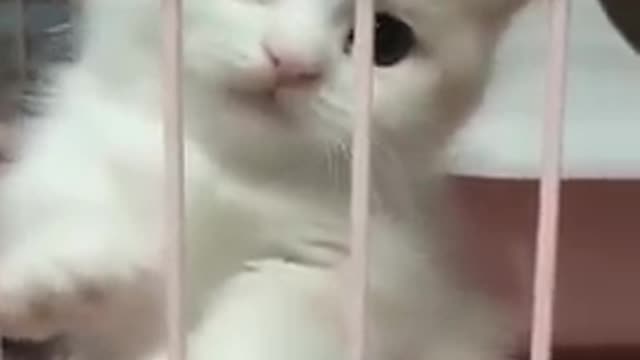 Cut funny cat video # short